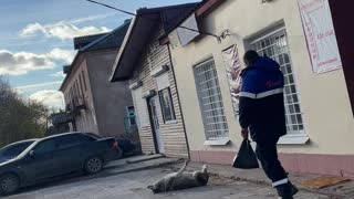 Butcher's Dog Rests in the Sun