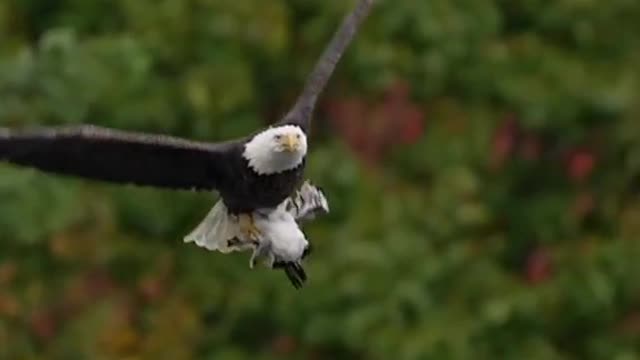 Snow eagle