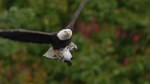 Snow eagle