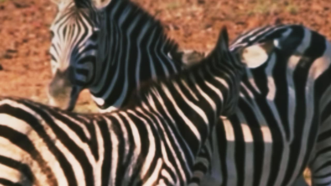 #zebra