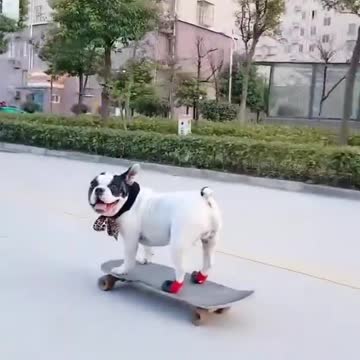 Cute dog is on a quick tour [Which races]