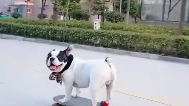 Cute dog is on a quick tour [Which races]