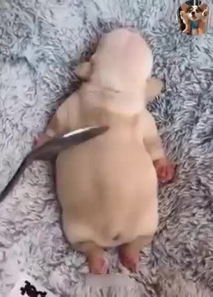 verry cure little dog little lovely