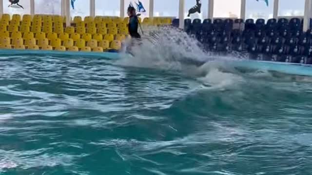 A man walking on a dolphin 🐬🐬🐬