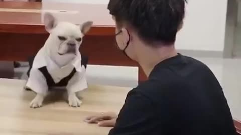 The clever dog surprised his trainer #shorts #viral #shortsvideo #video