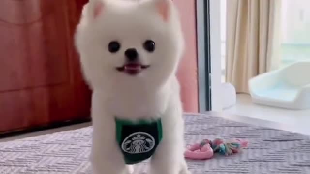 I'm hungry🐶