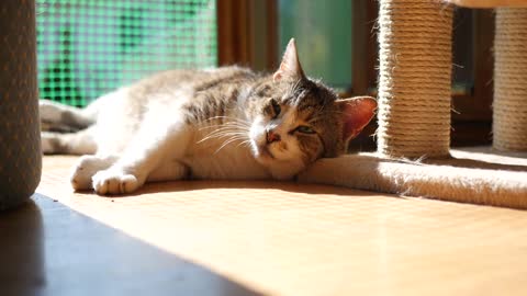 Cat sleeping cute oddly satisfying