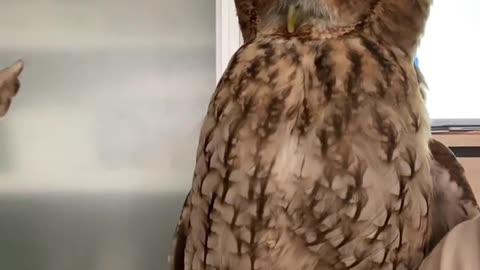 Owl 🦉🦉