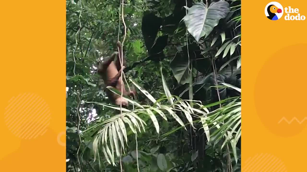 Lost Baby Sloth Cries For His Mama To Come Get Him _ The Dodo