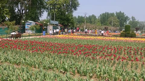 Tulip Garden#JK