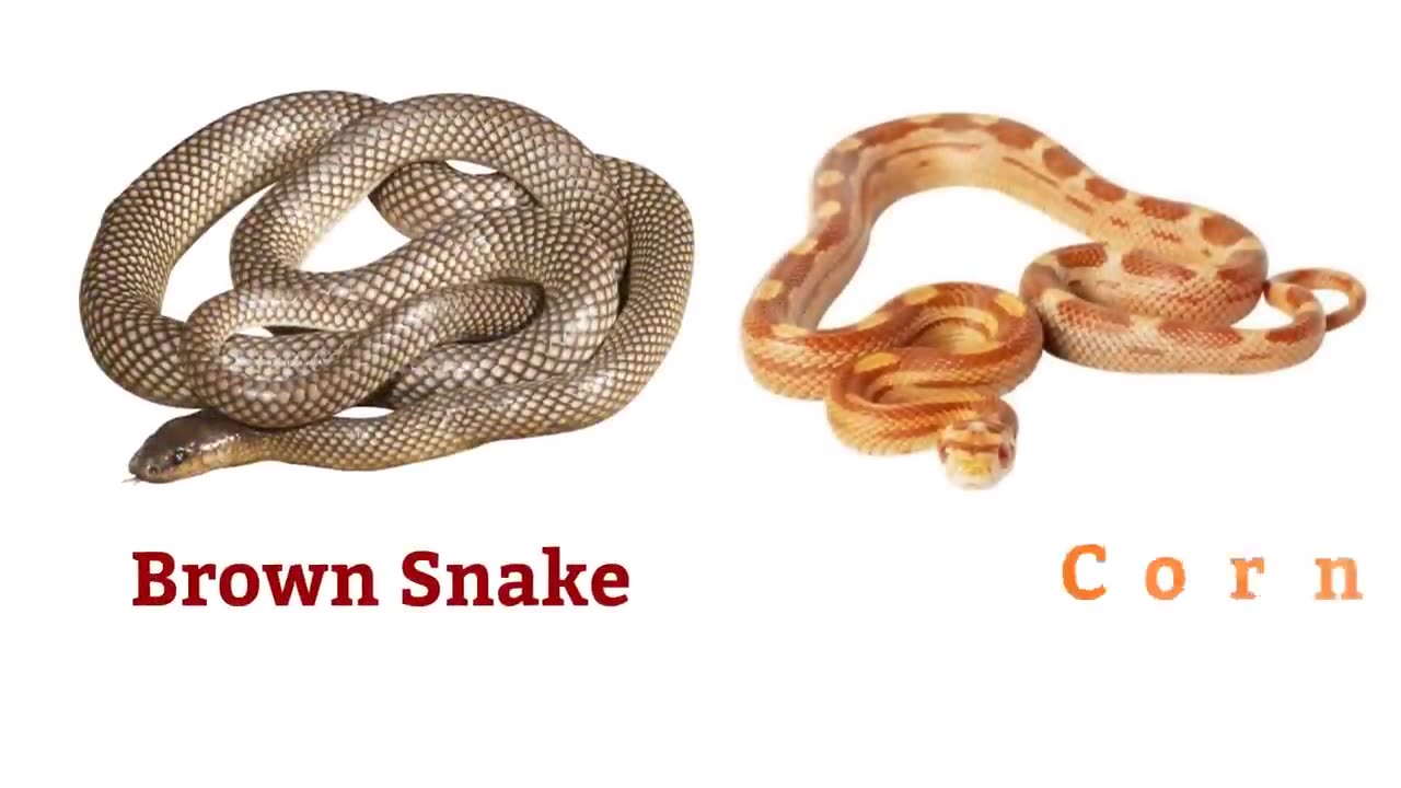 "150 Snakes: Growing Your Insight and Jargon!"