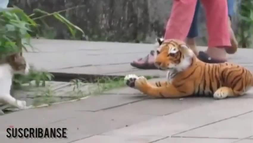 Best tigers vs cats pranks