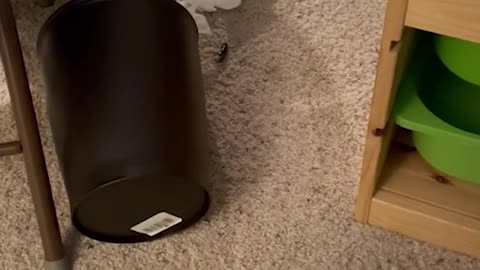 Funny animals - Funny cats and dogs - Funny animal videos 2023🤣