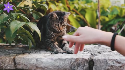 Adorable Lovely Kittens