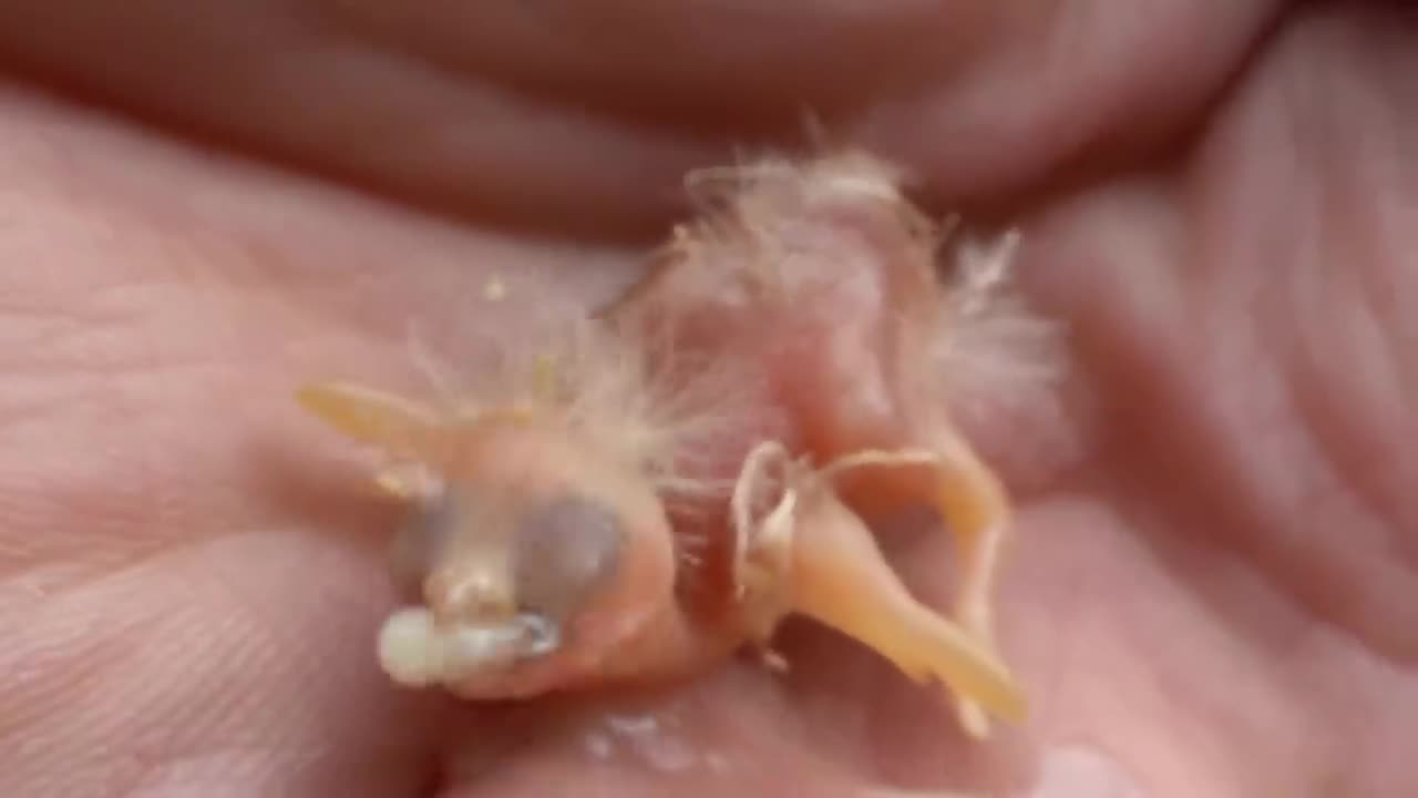 The Tiniest Bird You've Ever Seen - Zebra Finch Hatching