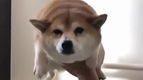 Cute animals
