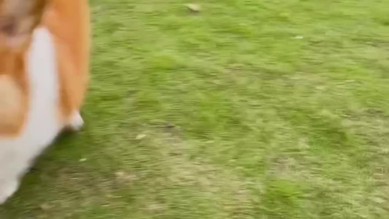 Is there a possibility that I actually have a rabbit