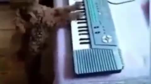 Funny animal clips