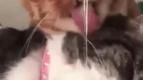 Funny Animals Videos 2023 🤣-Funniest Cats and Dogs🐱🐶 cat | dog | animals video