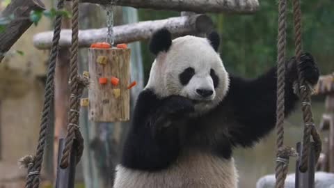 The giant panda