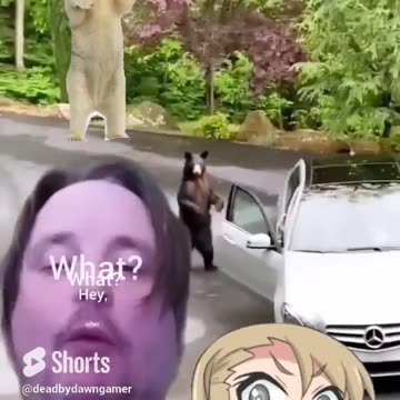 #run #smokey #wtf #omg #bear