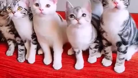 Funniest Cats And Dogs 🐶😺| Funny Anim