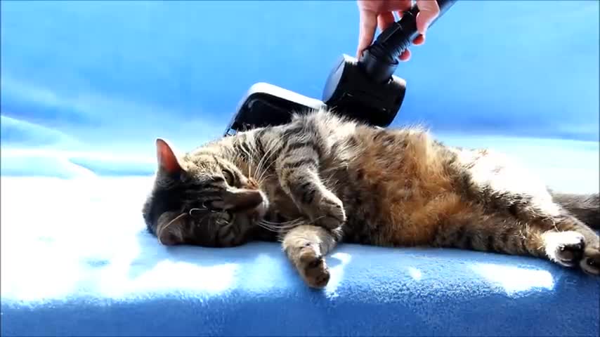 Funny Reactions of a Cat on the Vacuum Cleaner
