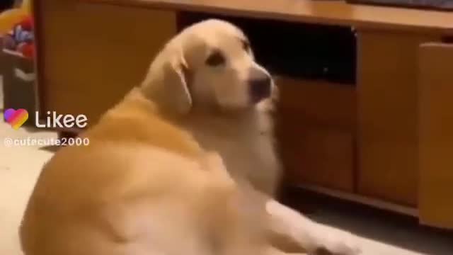cute animals