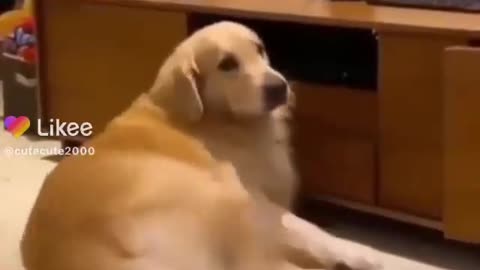 cute animals