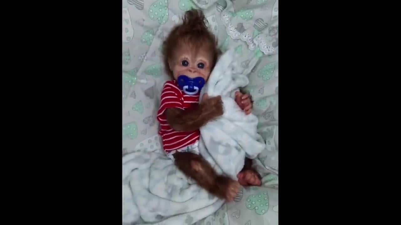 baby monkey