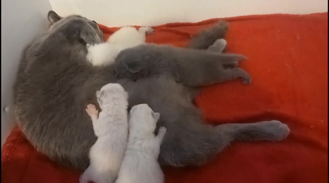 Mum Feeding 2 Week old Kittens