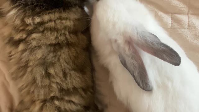 A cat sleeps with a rabbit