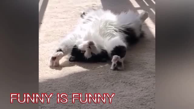 FUNNY CATS PART -6