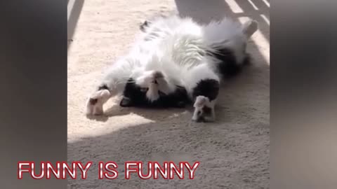FUNNY CATS PART -6