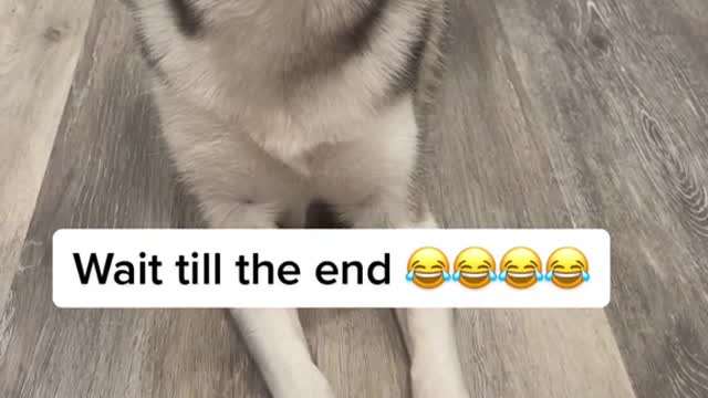 Sapphie the Pomsky