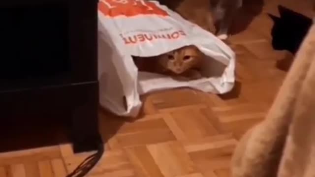 Cat funny videos.-more video cat video