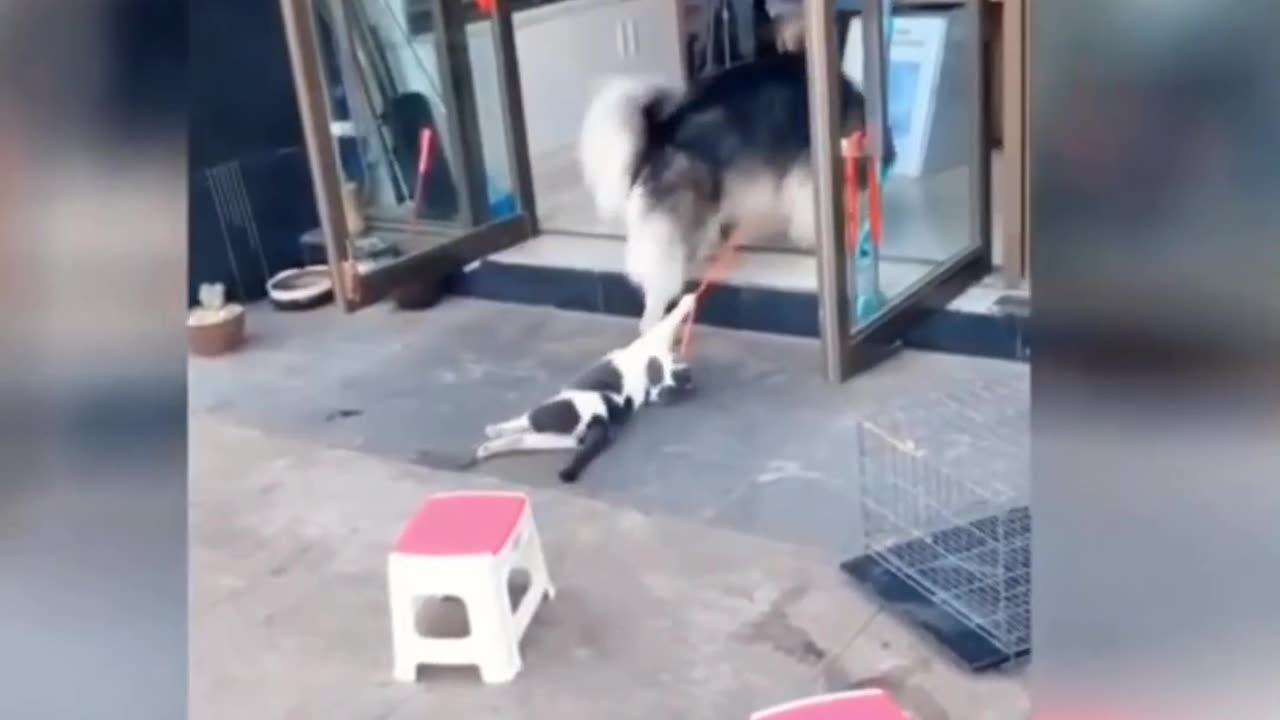 Best Cute and Funny cats and dogs.