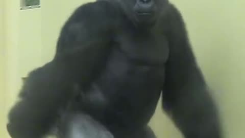 Big monkey walking funny