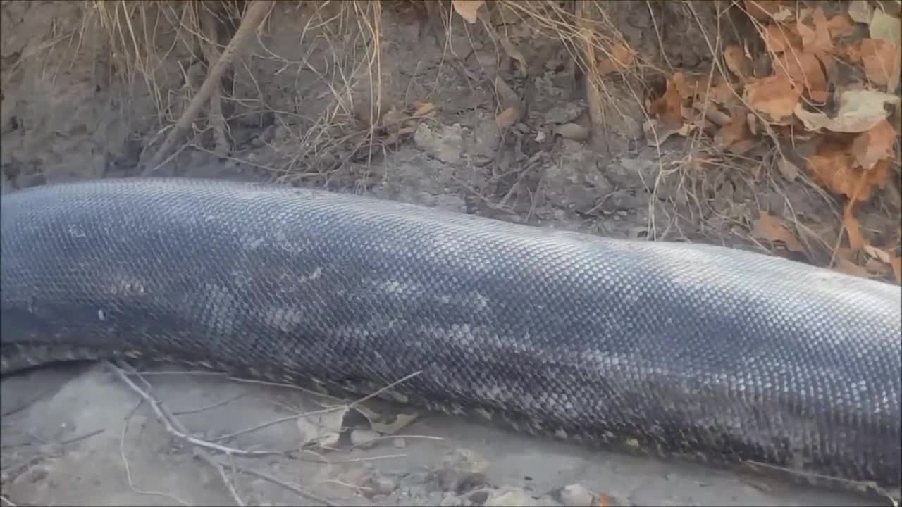 African Python