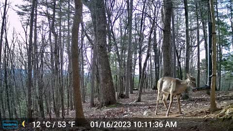 The Woods – 01/17/2023