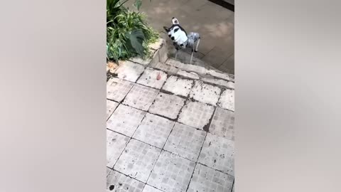 Funniest Animals Video 2023 😂 Funny Dogs and Cats Videos 😺🐶
