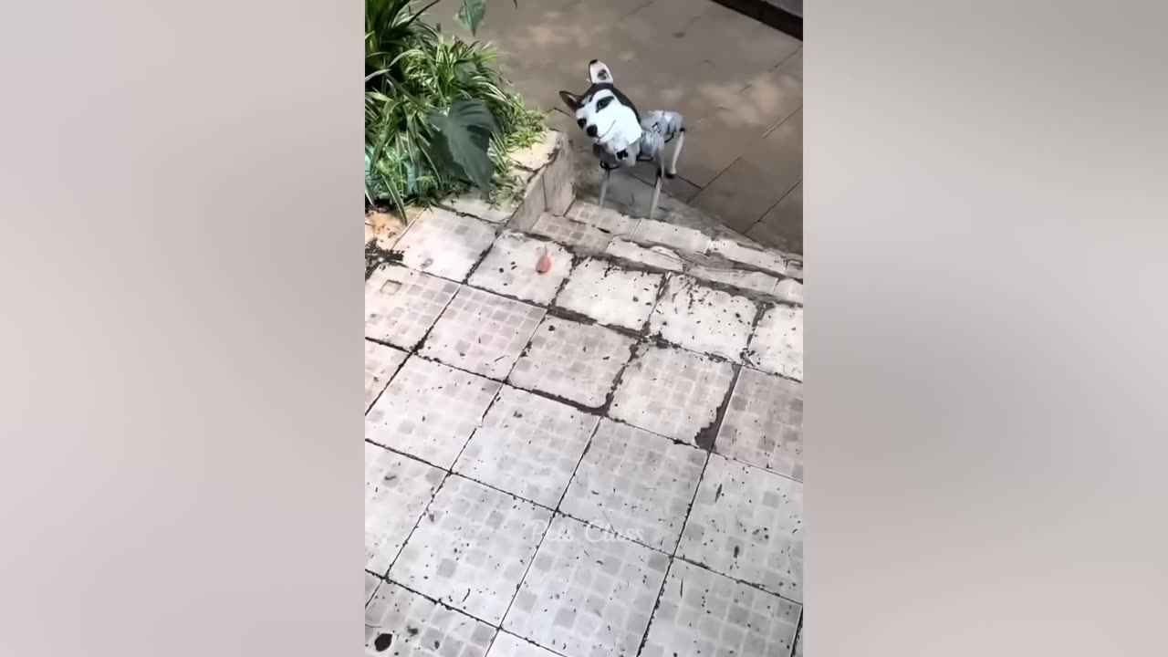 Funniest Animals Video 2023 π Funny Dogs and Cats Videos πΊπΆ