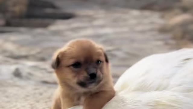 Dog seeks mother duck to keep warm in cold weather