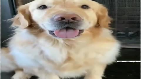 Cutest dog ever 🥰🐶🦮