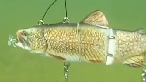 This is a beautiful and charming water-dwelling species