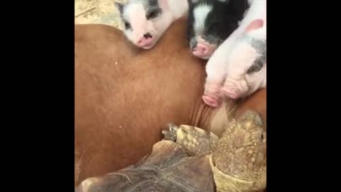 Cute and Funny Animals