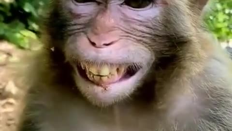 Monkey Laughing Funny video