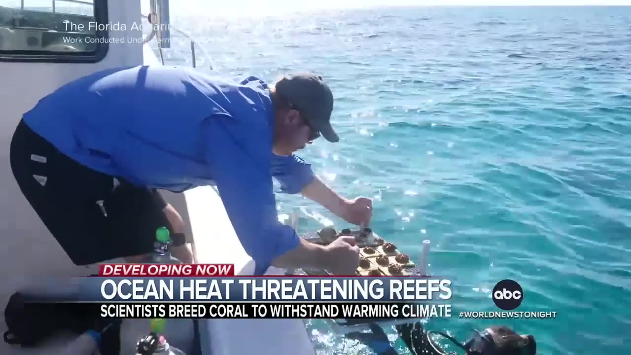 Rising temperatures threaten Florida's coral reef