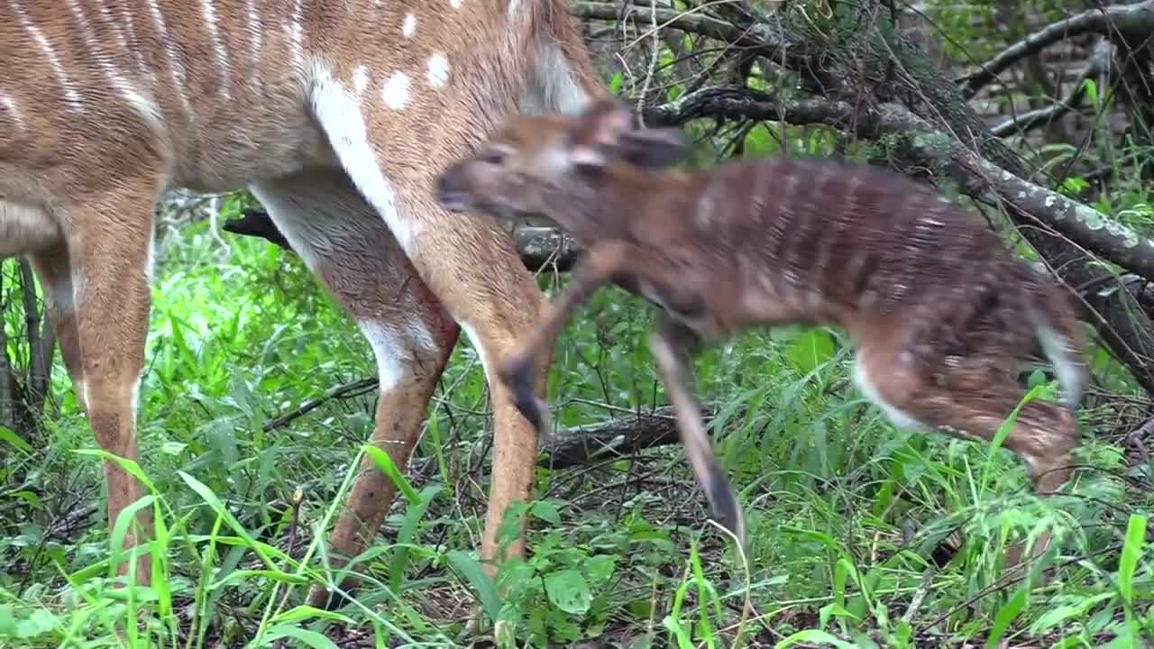 Baby Antelope's First Steps in the Wild