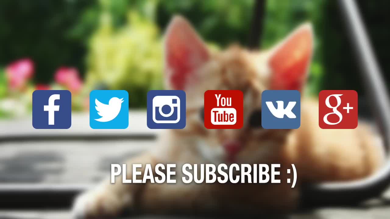 Cute Cats sneezing and funny compilation